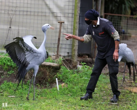 رقص آسمانی: درخشش خطرناک cranes آبی در افق نابودی
