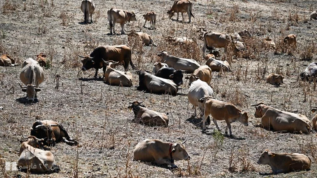 فرانسه با چالش تأمین مالی برای سازگاری کشاورزی با تغییرات اقلیمی مواجه است
